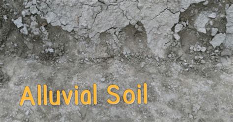 Alluvial Soil, an example