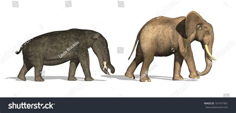 Side By Side Comparison Of A Platybelodon (A Prehistoric Ancestor Of ...