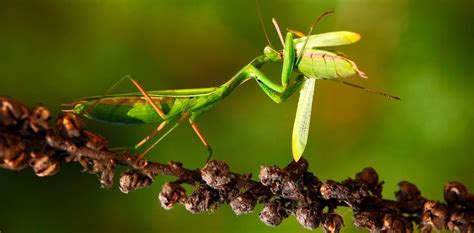 🌱;; Mantis Religiosa. | Animales & Naturaleza Amino