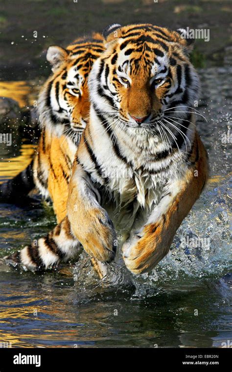 Tiger splashing water hi-res stock photography and images - Alamy