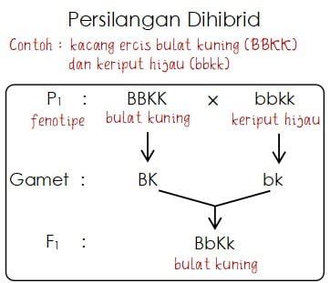 Rasio Hasil Persilangan Dihibrid dan Monohibrid – idschool.net