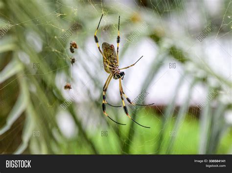 Golden Orb Spider Web Image & Photo (Free Trial) | Bigstock