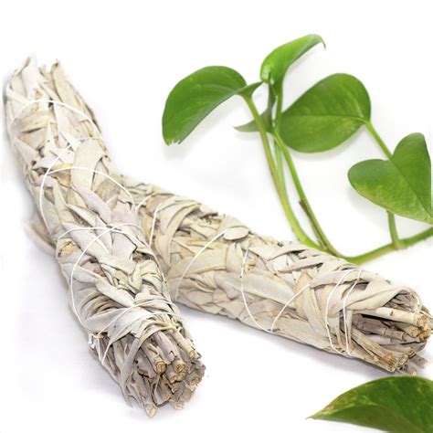 Giant White Sage Bundles - 9