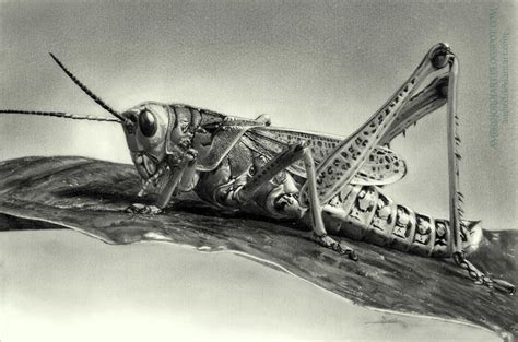 Grasshopper by AmBr0 on DeviantArt