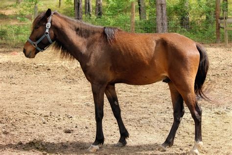 Horse Brown Color 2 Free Stock Photo - Public Domain Pictures