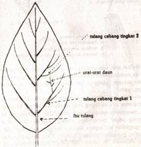 Helaian Daun (lamina) - Pengertian Menurut Ahli