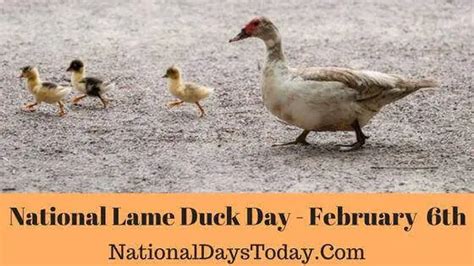 National Lame Duck Day 2023 - Things You Should Know