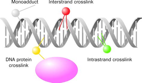 Repair of DNA interstrand crosslinks: molecular mechanisms and clinical ...