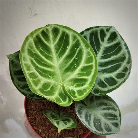 Anthurium Dorayaki For Sale, Buy Anthurium Dorayaki Plant Online