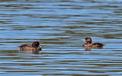 Hope for the Madagascar Pochard? | Rockjumper Birding Tours