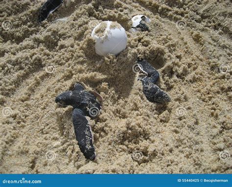 Sea Turtle Baby Hatchlings and Eggs on Beach Stock Image - Image of break, turtles: 55440425