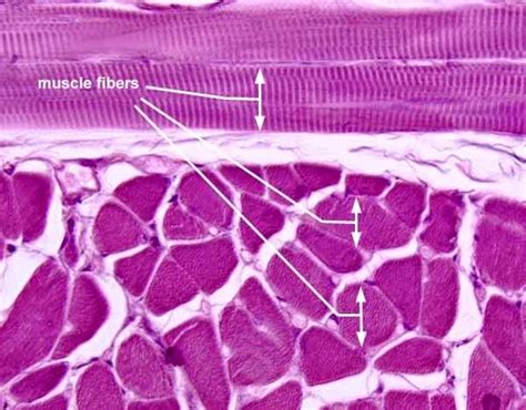 Free Lecture Notes and Presentations : Histology