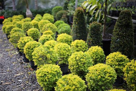 Screening, Hedging & Topiary - Buy Screening Plants at Oxley Nursery, Brisbane.