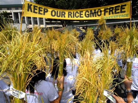 GRAIN on Twitter | Golden rice, Gmo, Gmo free