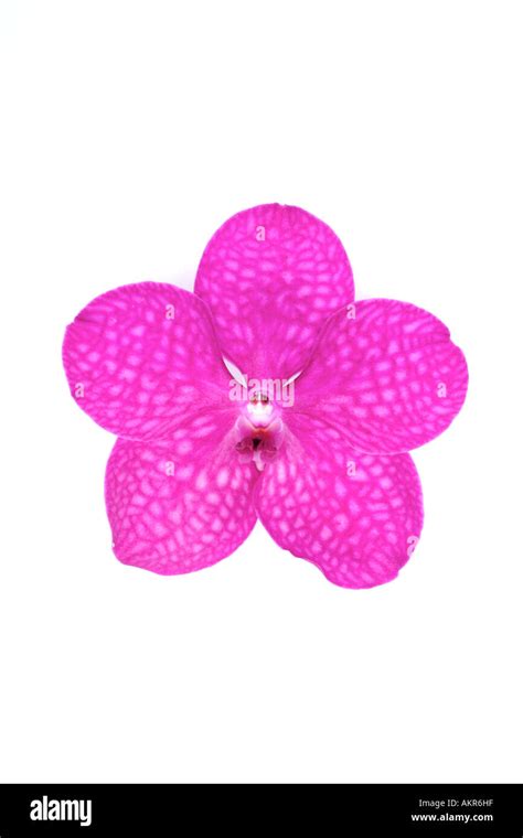 Vanda Hybrid orchid Stock Photo - Alamy