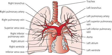 Right Pulmonary Artery Anatomy