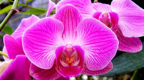 Anggrek Bulan (Phalaenopsis amabilis) | Anggrek Bulan (Moon … | Flickr