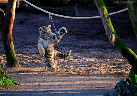 Playing tiger cub by Mias-Photography on DeviantArt