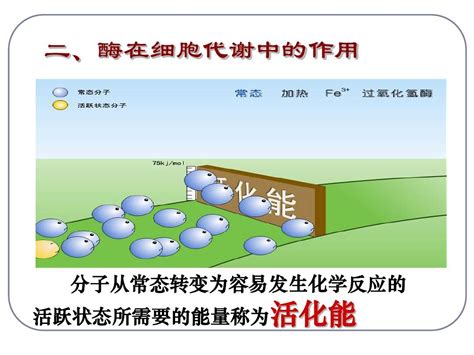 必1-5-1降低化学反应活化能的酶(2课时)_word文档在线阅读与下载_免费文档