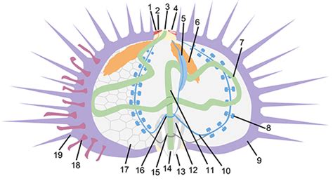 Sea Urchin Anatomy | Ask A Biologist