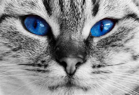 Cat Blue Eyes Free Stock Photo - Public Domain Pictures