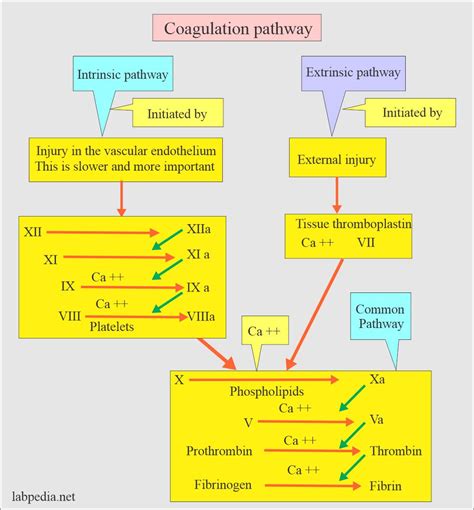 Intrinsic And Extrinsic Clotting Pathway | Hot Sex Picture