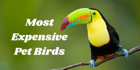 Top 7 Most Expensive Pet Birds ( Which do you want?) | Hutch and Cage