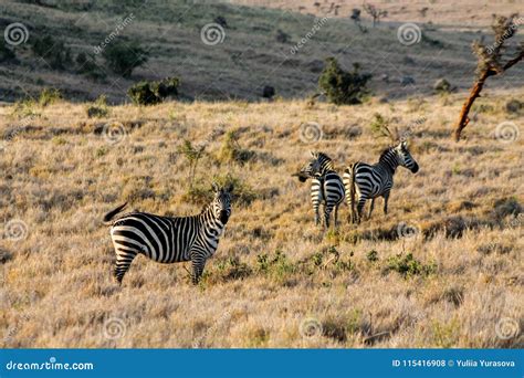 Zebra Herd in Africa Wildlife Conservation National Park Stock Photo - Image of wildlife, nature ...