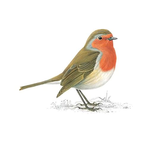 Robin Red Breast Bird Facts | Erithacus Rubecula