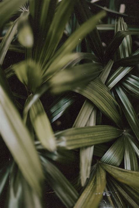 Photography Collection | Green aesthetic, Aesthetic wallpapers, Plants