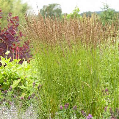 Prairie Dropseed Grass - Native & Prairie Grasses