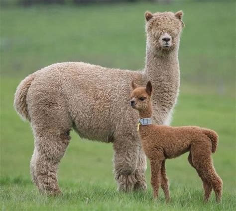 Portal de imágenes de animales: La vicuña o alpaca