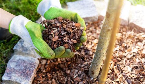 Mulching: Techniques and Benefits for Garden Health