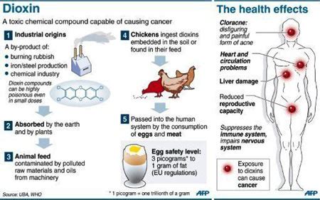 Infographic on Dioxins - Health Effects