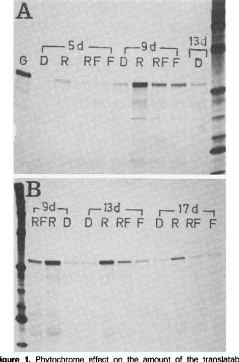 Figure 1 from Circadian Rhythm in the Expression of the mRNA Coding for ...