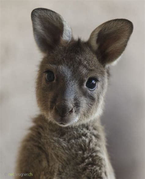 Finding Neverland | photo2inspire: Joey by netdesignerch | Cute ...