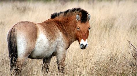 Przewalski's horse Conservation at Marwell Zoo