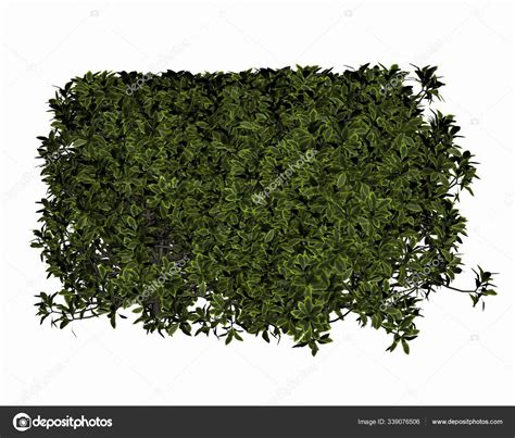 Green Grass Isolated White Background Stock Photo by ...