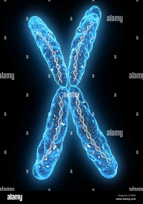 x - chromosome Stock Photo - Alamy