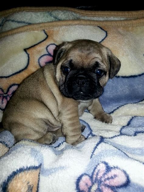 Bull Pug (Pug English Bulldog Mix) Info, Temperament, Puppies, Pictures