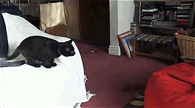 Cat Jump GIFs - Find & Share on GIPHY