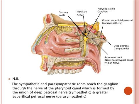 pterygopalatine ganglion