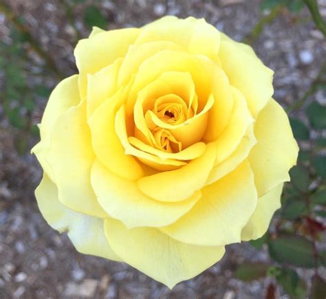 11 Best Yellow Hybrid Tea Roses - SONG OF ROSES