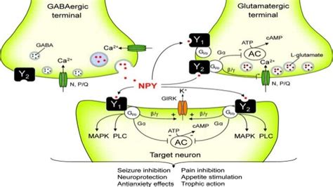 Neuropeptide y