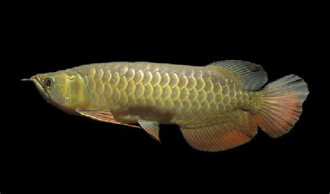 Arowana Fish – A Complete Care Guide - AquariumStoreDepot