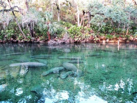 5 Best Natural Springs In Florida To Visit This Summer