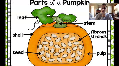 What Are The Parts Of Pumpkin | Webmotor.org