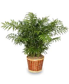 PARLOR PALM PLANT Chamaedorea elegans | All House Plants | Flower Shop Network