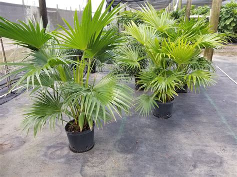 Chinese Fan Palm For Indoors Shade grown | Chinese fan palm, Indoor palm trees, Fountain palm