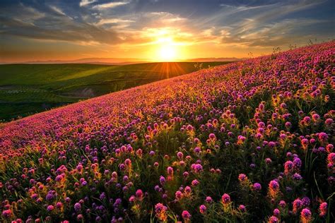 Pink flowers, nature, landscape, sunset, flowers HD wallpaper ...